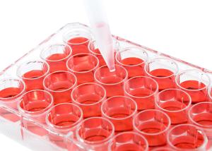 Wholesale Gamma Sterile Cell Culture Plate Lab Consumables Plastic Microplate 24 from china suppliers