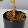 Artificial Plant Ficus Carica Fruit Plant Bonsai Tree Faux Plant Indoor Home