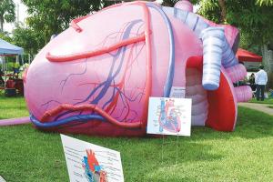 Wholesale Inflatable Human Organs Giant Brain Heart Lungs For Teaching Medical Activities Display from china suppliers