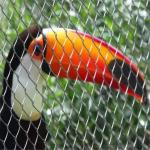 stainless steel wire rope mesh peacock fencing
