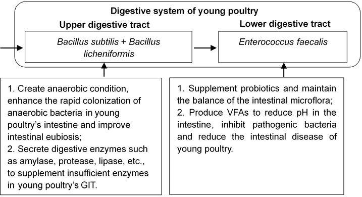 Sunhy Water Soluble Probiotics For Poultry ISO Certified
