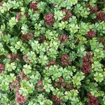 Anti UV Plastic Artificial Green Plant Vertical Garden Walls For Indoor Outdoor
