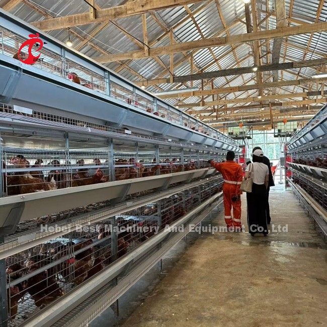 Galvanized Layers Chicken Cages Capacity 96/120/128/160/200 Equipment Doris