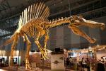 Huge Complete Dinosaur Fossil Model For Shopping Mall / Open Air Museum
