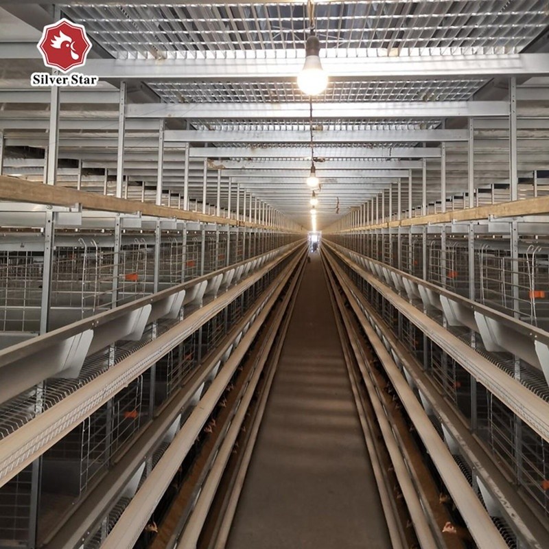 Layer Chicken Cage And Automatic Egg Collection Poultry Farm House Equipment