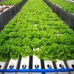 Greenhouse Farming Soilless Hydroponic NFT PVC Pipe Tube Growing System