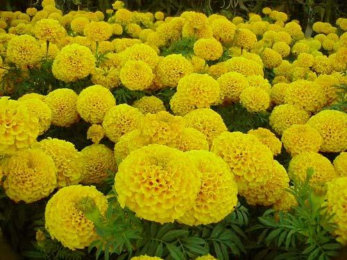 Marigold P.E , Lutein 10% 20% 80% natural colorant , antioxidant, Chinese
