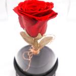 100% Natural Fresh Preserved Rose Glass Dome For Wedding Decoration