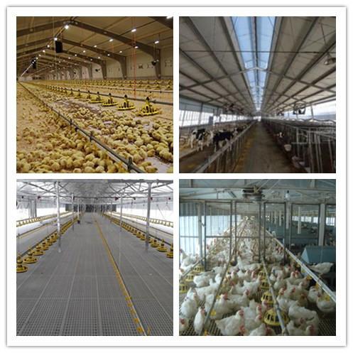 Q235 / Q345 Environmentally Controlled Poultry House , Light Steel Hen Farm
