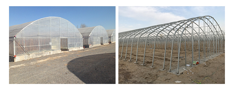 Backyard Tomato Plant Growth High Tunnel Greenhouse Frame with Film Cover Material