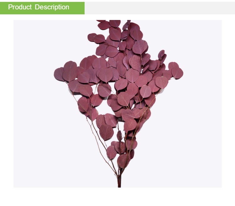 Decor Wedding Ornament Preserved Foliage With Round Leaves Green Plants