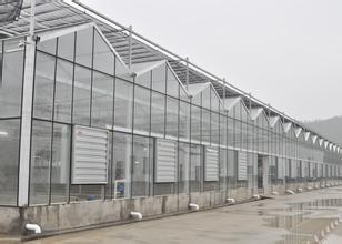Venlo Glass Greenhouse