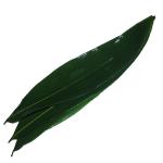 Vacuum Packed 23cm Fresh Bamboo Leaves For Rice Dumplings