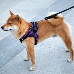 Comfort Puppy Lightweight Padded No Pull Pet Vest