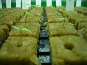 Wholesale Planting Hydroponic stonewool Grow Cubes 60kg /m3 50mm - 100mm Thickness from china suppliers