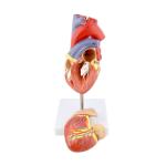 Life Size 2 Parts Medical Plastics Anatomical Heart 3d Model PVC Materials