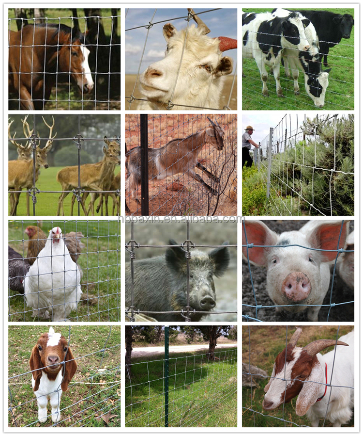 galvanized 5 6 7 8 ft fixed knot deer cattle fence on farm field fence