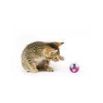 Manufacturers Wholesale All Kinds Of Color Pet Training Toy Puppy Tennis Cat Toy