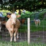 Wholesale Galvanized Grassland Wire Mesh Fence Cattle / Sheep / Field / Deer