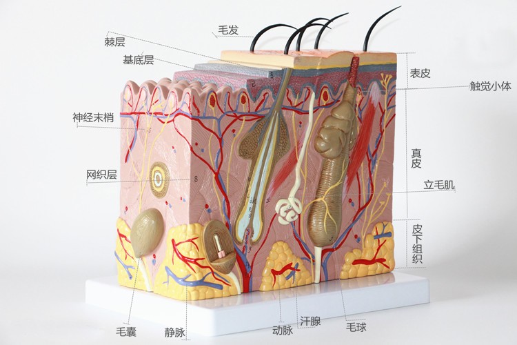 Human Structure 3D Skin Anatomy Model For Science Classroom Study Display Teaching
