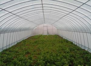 Wholesale Galvanized Steel Hoop Style Greenhouse , Vegetable Pe Film Greenhouse Side Height 1 / 2m from china suppliers