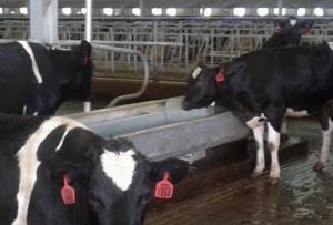 Wholesale Farm Drinking Feeding 8m Stainless Steel Cattle Trough from china suppliers