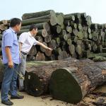 Hotel Natural White Ash Veneer Wood Burl Grain Thickness 0.55mm Good Price For