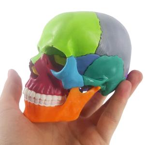 Wholesale Medical Anatomy Colored Plastic Mini Human Skull Puzzle Model 15 Parts For Kids Education from china suppliers
