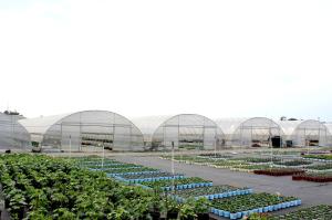 Wholesale Plastic PE Film Wind Resistant Poly Tunnel Tomato Greenhouse For Sale from china suppliers