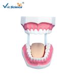 Unbreakable Dental Study Models