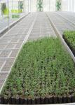 Hydroponic Trays Seedling Greenhouse Grow Beds For Plants Seedbed / Vegetable