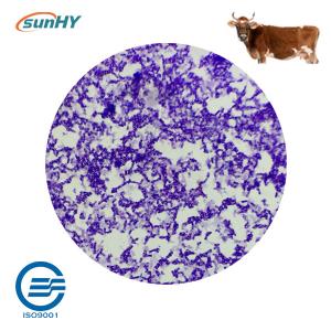 Wholesale Compound Type 21 Billion Cfu/G Probiotics For Farm Animal ISO 9001 from china suppliers