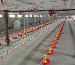 Wholesale Chicken Feeding Line 50-100 Chickens/hour ±2g Accuracy for Poultry Nutrition from china suppliers