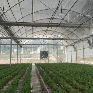 Wholesale Large Area Multi Span Greenhouse / Plastic Film Greenhouse 8m Width from china suppliers
