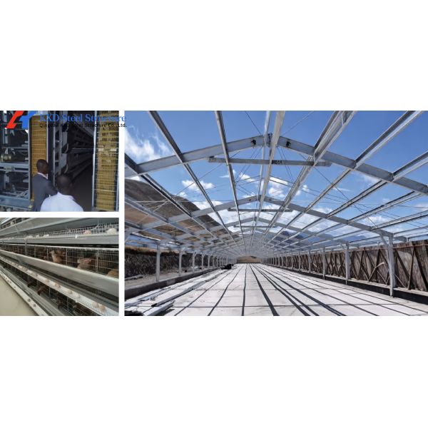 Poultry Farm Chicken Feeding Line Automatic Poultry Pan Feeding System