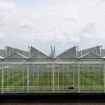 Garden Winter Cover Mushroom Solar Glass Greenhouse Multi Span Venlo Type