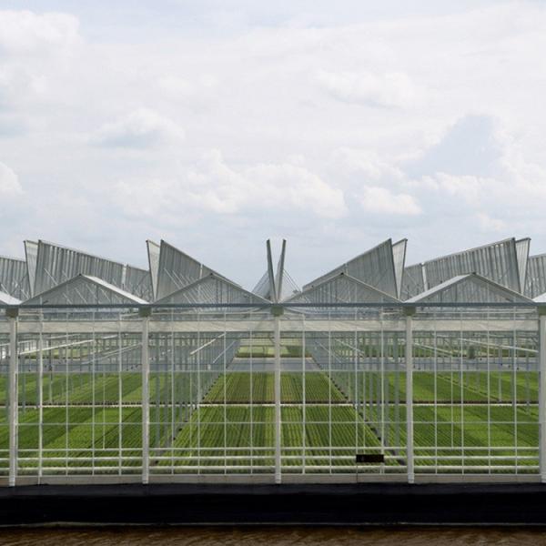 Garden Winter Cover Mushroom Solar Glass Greenhouse Multi Span Venlo Type