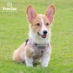 Waterproof Nylon Retractable Dog Lead For Jogging
