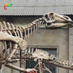 Fiberglass Life Size Dinosaur Skull Replica Hadrosaurus Skeleton anti aging