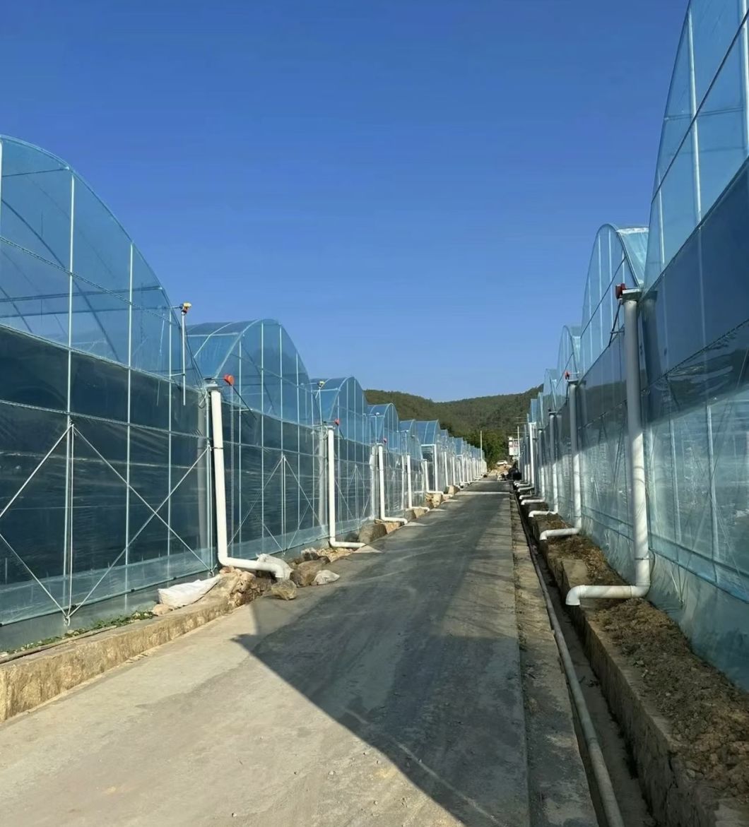 Tomato Cucumber Strawberry Growing Greenhouse
