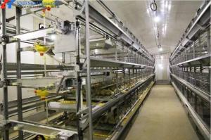 Wholesale Automatic Poultry Farm Chicken House Feeding Line A Type Layer Chicken Cage Equipment from china suppliers