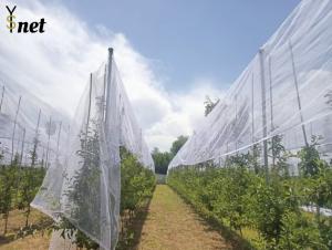 Wholesale Plastic Anti Hail Net White Hail Screen For Gardens And Fruits from china suppliers