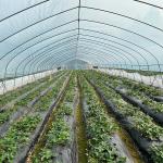 Tunnel Plastic Film Greenhouse / Vegetable Greenhouse Climate Control Economical