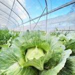 Agriculture Plants Growing Tunnel Greenhouse Sale Online 20m Tunnel Single-span