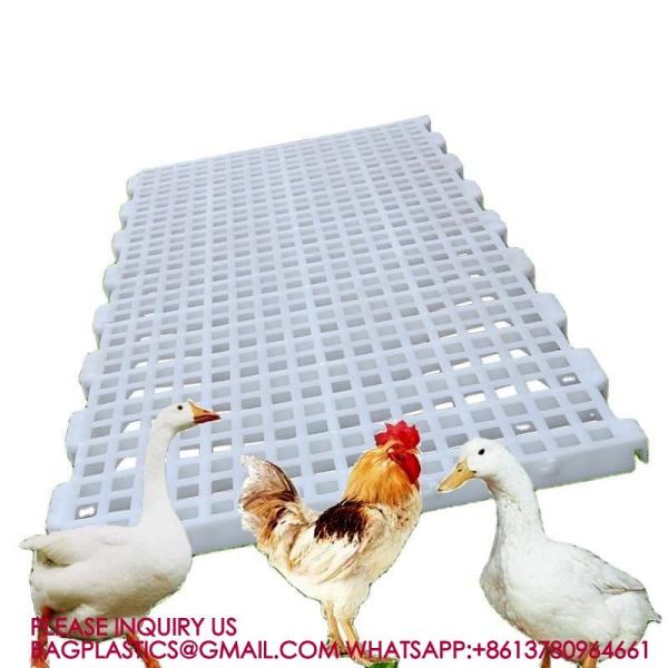Poultry Farm High Quality Adult And Baby Chicks Poultry Slats baby chicks