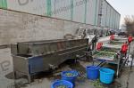 Design Alfalfa / Micro Greens Vegetable Bubble Washing Machine for Food Beverage