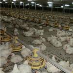 380V 220V Chicken Farm Equipment 45cm Pipe Broiler Chicken Feeders Drinkers