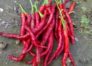 Wholesale Anhydrous Xian Chilli Edible Dehydrating Cayenne Peppers Stemmed from china suppliers