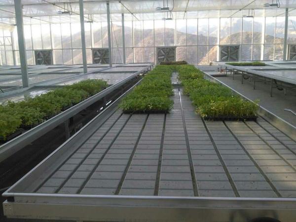 Transparent Commercial Glass Greenhouse Good Light Transmission With Insulating