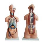 PVC Medical Training 85cm Human Anatomy Model With 21 Parts